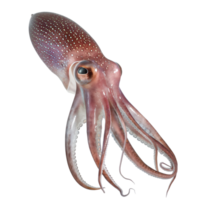 AI generated Squid on transparent background png