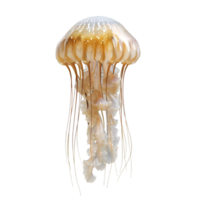 AI generated jellyfish on transparent background png