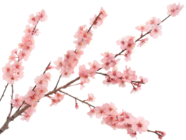 AI generated Sakura branch on transparent background png