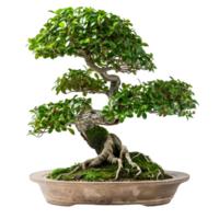 ai generado bonsai en transparente antecedentes png