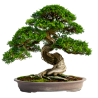 ai gegenereerd bonsai Aan transparant achtergrond png