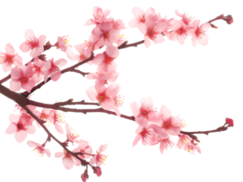 AI generated Sakura branch on transparent background png