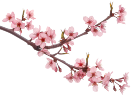 AI generated Sakura branch on transparent background png