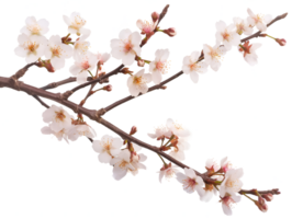 AI generated Sakura branch on transparent background png