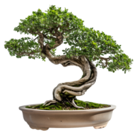 ai generado bonsai en transparente antecedentes png