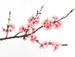 AI generated Sakura branch on transparent background png