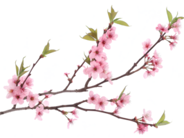 ai gerado sakura ramo em transparente fundo png