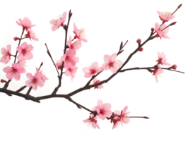 AI generated Sakura branch on transparent background png