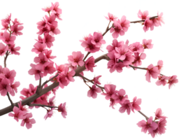 AI generated Sakura branch on transparent background png