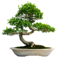 AI generated bonsai on transparent background png