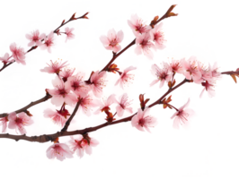 ai generiert Sakura Ast auf transparent Hintergrund png