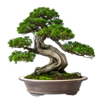 ai generiert Bonsai auf transparent Hintergrund png