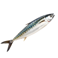 AI generated Mackerel on transparent background png