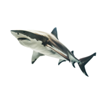 AI generated shark on transparent background png