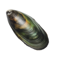 AI generated Green mussel on transparent background png