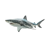 AI generated shark on transparent background png