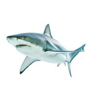 AI generated shark on transparent background png