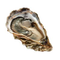 ai gegenereerd oester Aan transparant achtergrond png