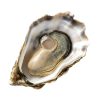 ai gegenereerd oester Aan transparant achtergrond png