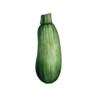 Zucchini watercolor illustration. Hand drawn clip art isolated on transparent background. Vegetable botanical painting for design, kitchen print. png