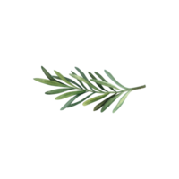 Rosemary branch watercolor illustration. Hand drawn clip art on isolated background. Botanical nature sketch. png