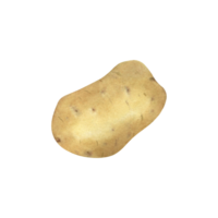 Watercolor hand drawn potato. Fresh vegetable isolated on transparent background, watercolor illustration. png