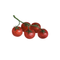 Ripe cherry tomato on a branch isolated on transparent background, watercolor illustration hand drawn, art for design and creativity. png