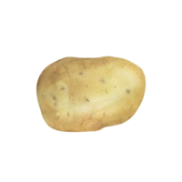 Fresh potato isolated on transparent background, watercolor illustration, hand drawn, art of design and creativity. png