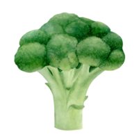 Broccoli watercolor illustration isolated on transparent background. Hand drawn botanical illustration. Art for design. png