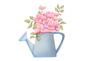 cute pink flowers with twigs in metal watering can. summer bouquet of garden peonies and roses. hand drawn Watercolor spring illustration isolated on transparent background. clipart and cutout element png