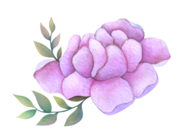 one large purple peony flower with green leaves isolated on transparent background. beautiful hand drawn watercolor botanical illustration. clip art and cut out element png