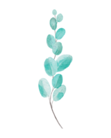 Watercolor branch with leaves png