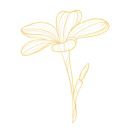 Gold outline illustration with tropical flower png