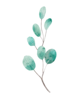 Watercolor branch with leaves png