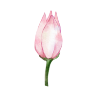 rosa tulipano isolato png