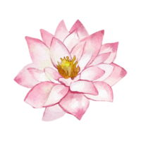 Watercolour lotus flower isolated png