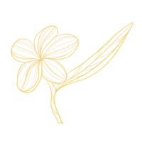 Gold outline illustration with tropical flower png