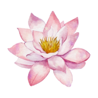 lotus flower isolated png