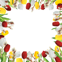 ritad för hand vattenfärg illustration. fyrkant ram med färgrik röd, vit och gul tulpaner och härlig fitta-pil grenar png