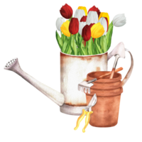 Hand-drawn watercolor illustration. Rusty metallic watering can with a bunch of colorful red, white and yellow tulips, terracotta flowerpots and garden tools. Shears, rakes and shovel png