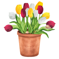 dessiné à la main aquarelle illustration. blanc, Jaune et rouge tulipes dans le pot de fleur. terre cuite pot de fleur avec printemps fleurs png