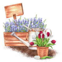 Hand-drawn watercolor illustration. Rustic scene with wooden crate with lavender, a terracotta flowerpot with white and red tulips, watering can and wooden tablet png