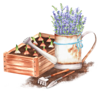 dibujado a mano acuarela ilustración. un de madera jardín caja con plantado tulipán bombillas, jardín rastrillo, pala y oxidado riego lata lleno de lavanda png