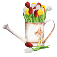 Hand-drawn watercolor illustration. Rusty metallic watering can with a bunch of colorful red, white and yellow tulips and shears png