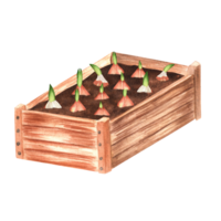 Hand-drawn watercolor illustration. A wooden garden crate with planted tulip bulbs. Diagonal view. png