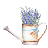 Hand-drawn watercolor illustration. Rusty metallic watering can with a bunch of colorful blue lavender flowers. Spring composition. A piece of Provence png