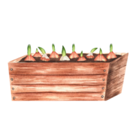 Hand-drawn watercolor illustration. A wooden garden crate with planted tulip bulbs. Horizontal view. png