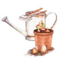 Hand-drawn watercolor illustration. There are a watering can, a flowerpot, a rake, a spade, tulip bulbs png