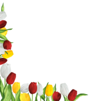 Hand-drawn watercolor illustration. Left lower corner with colorful red, white and yellow tulips for printing design png