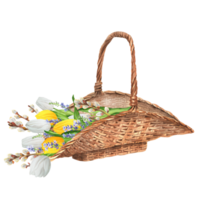 Hand-drawn watercolor illustration. Wicker basket with white and yellow tulips, lavender and pussy willow branches. Easter composition png